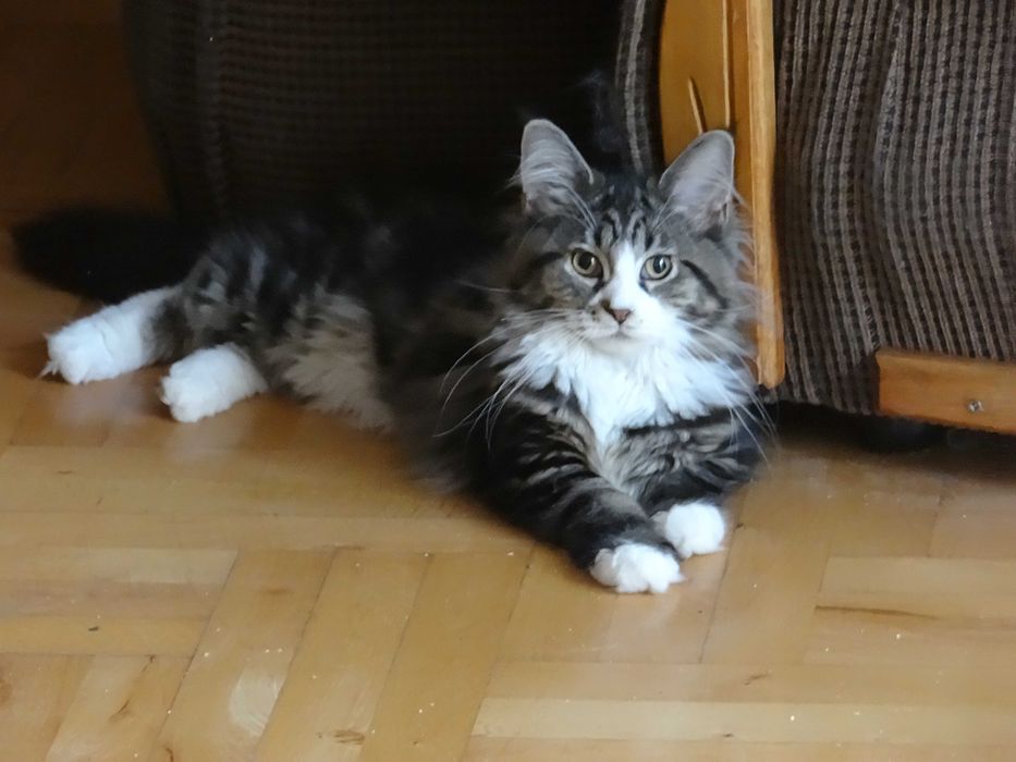 Kotek Maine Coon