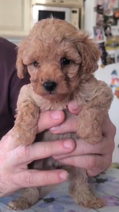 Мікро дівчинка той пудель тікап