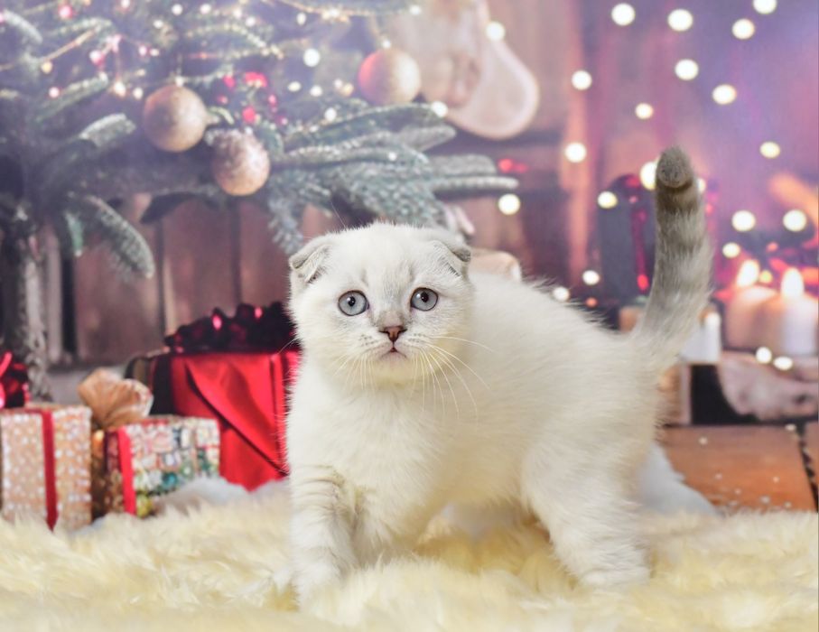 Шотландский мальчик