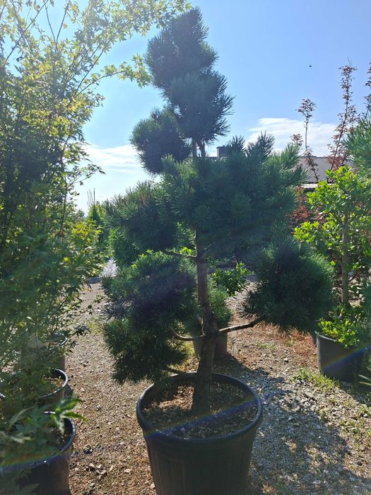 Bonsai m.in. z sosny 'Watereri', DUŻE OKAZY