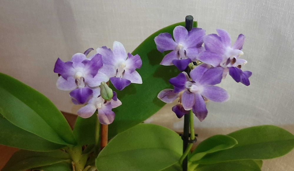 Фаленопсис орхидея из личной коллекции