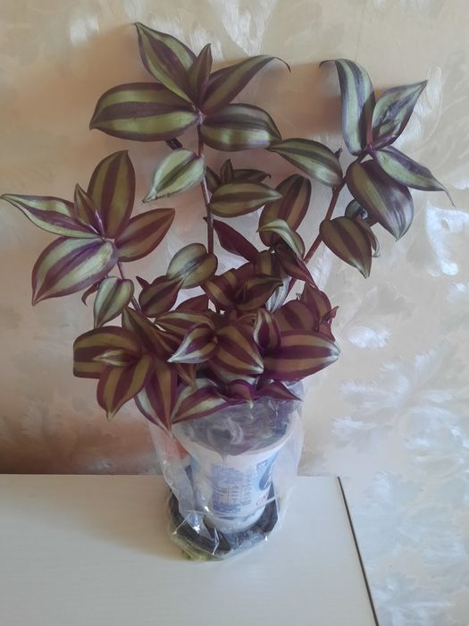 Традесканция  "Зебрина "