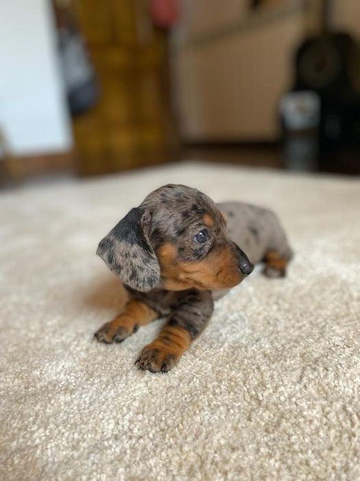 Teckel macho merle miniatura