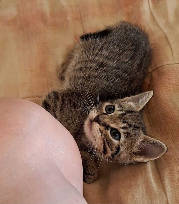 Gatos para adopção