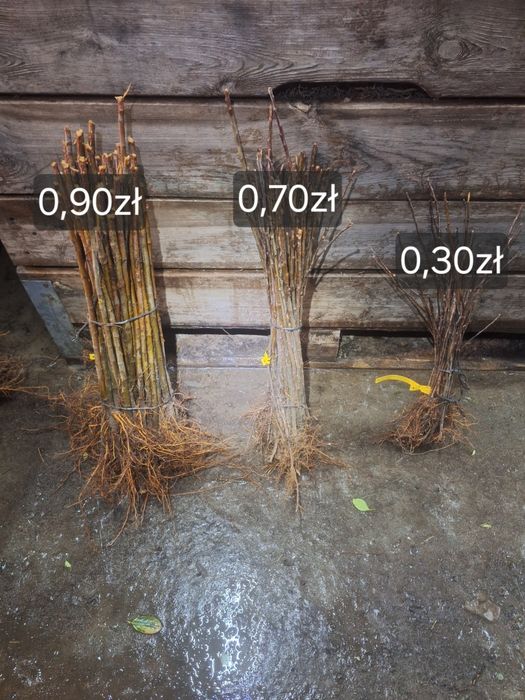 Podkładka jabłoni M9 M26 M7 P60