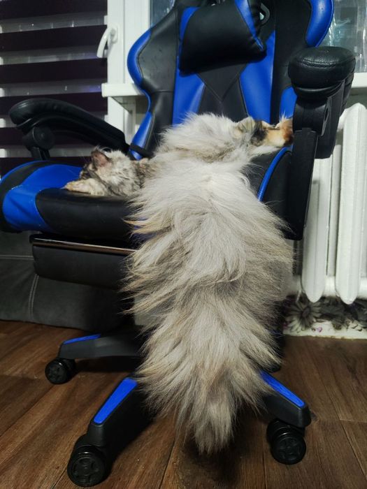 Мейн-кун дымная черепаха 2года