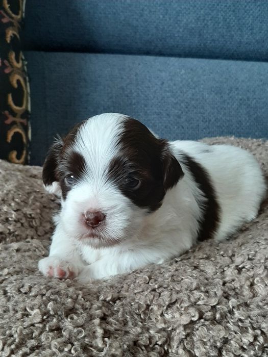 Hawańczyk piękny piesek czekoladowo-biały