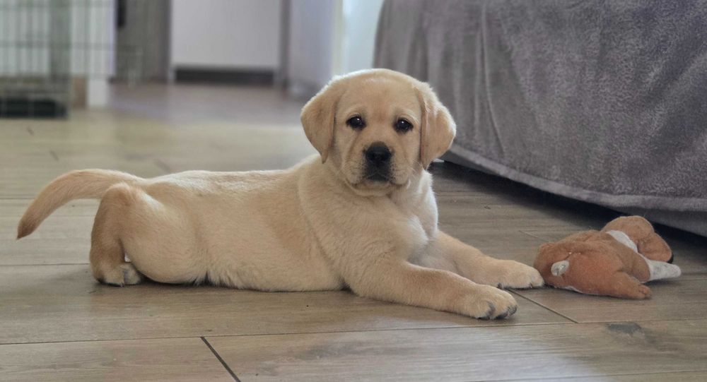 Sprzedam Labrador retriever