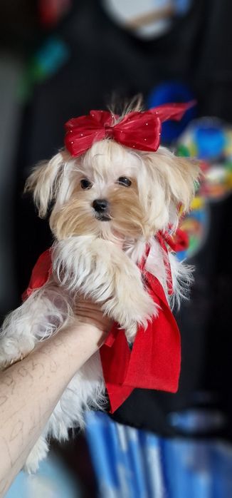 Мальтезе,  мікро,дівчинка