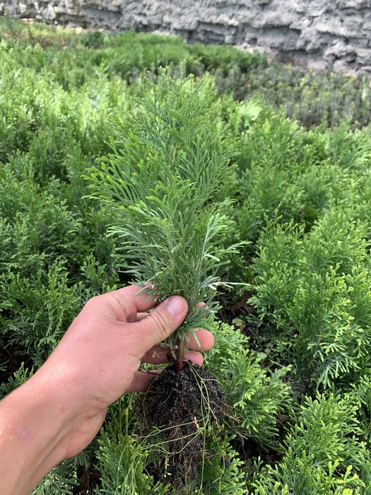 Вкорінені черінки туї,ялівця,самшиту