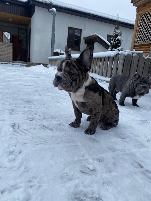 Красуня французский бульдог