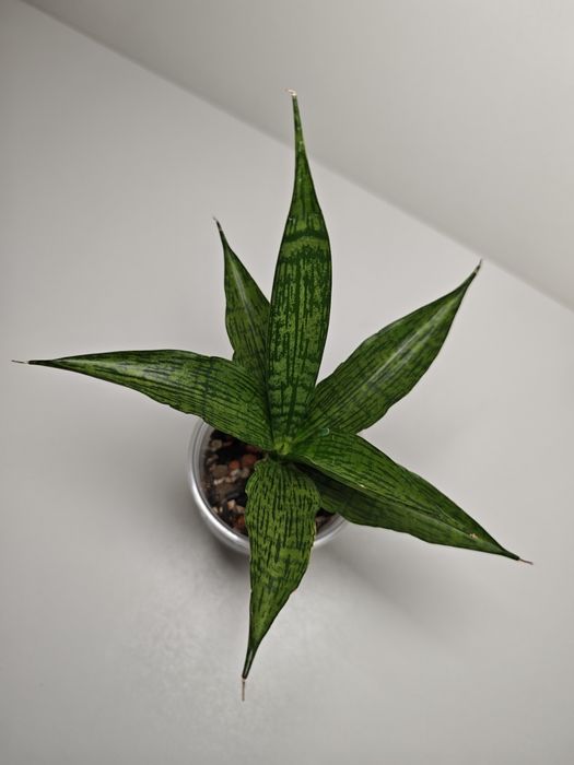 Sansevieria Fonfha