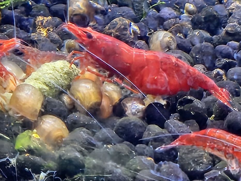 Camarões Red Cherry