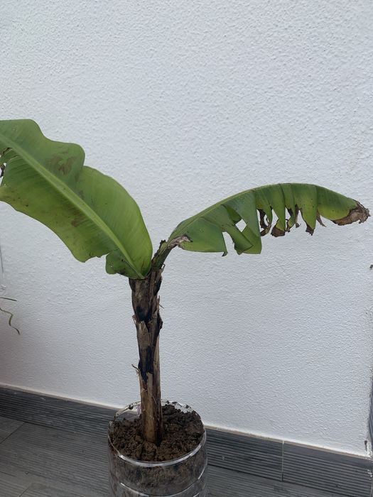 Bananeira cavendish 67 cm