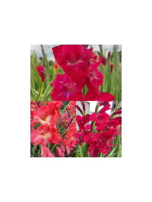 Великі цибулини гладіолусів