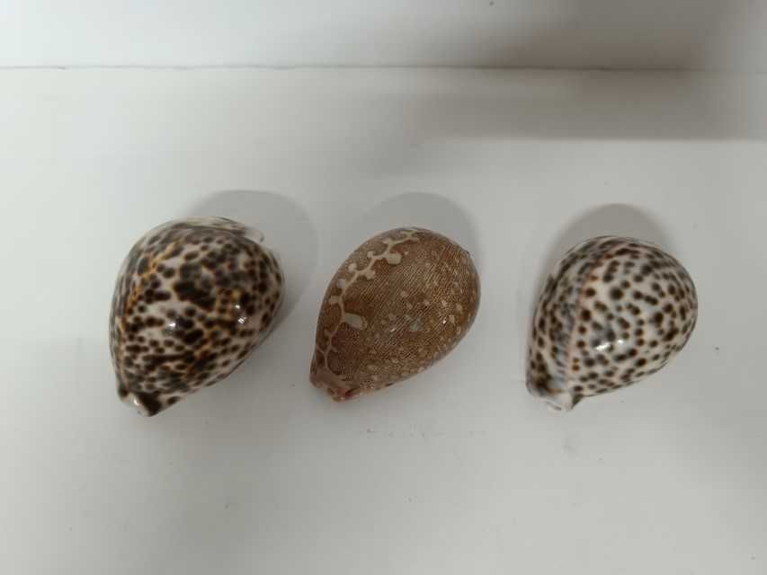 Lote Conchas e Corais