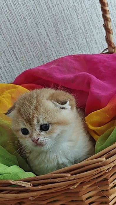 Висловухі дівчинка і хлопчик золоті шиншили