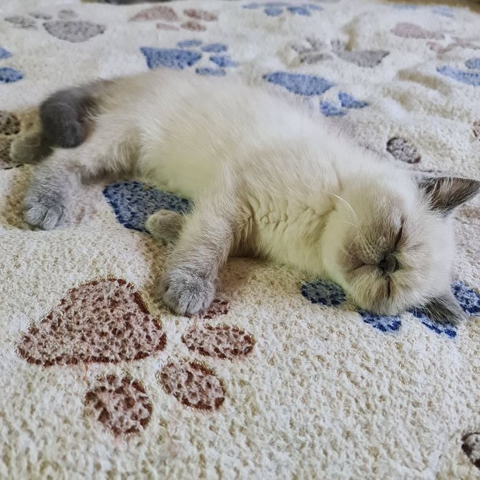 Кішечка екзотик.