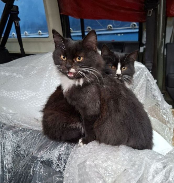 Отдам даром в добрые руки пушистых черно-белых котят