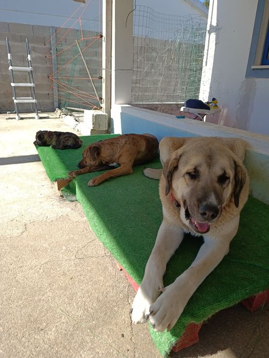 Da-se cadela muito meiga