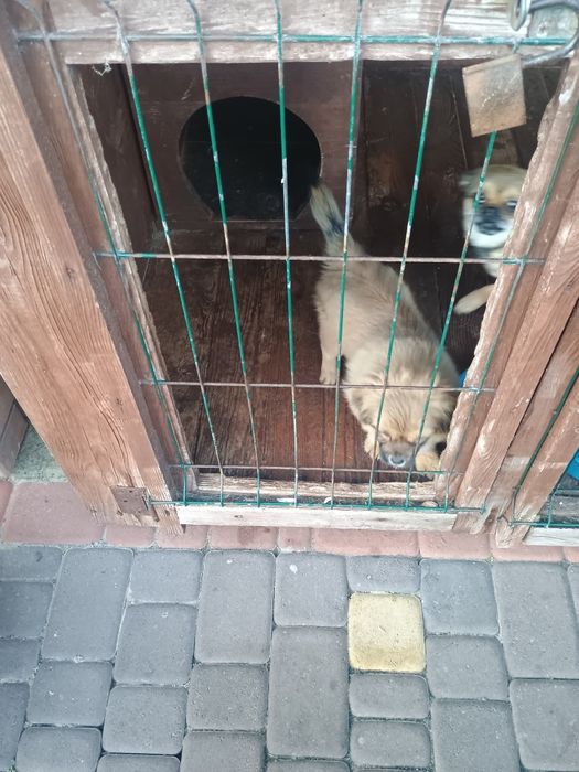 Продам собачку пекінес