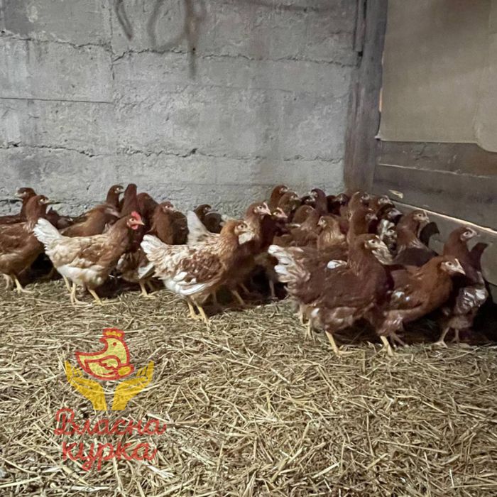Курчата , бройлери , індичата