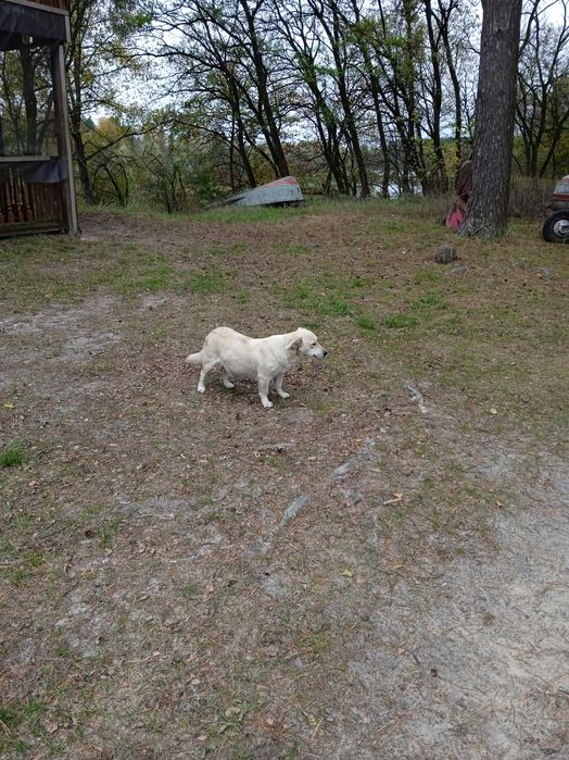 ЗНАЙДЕНА собака дівчинка