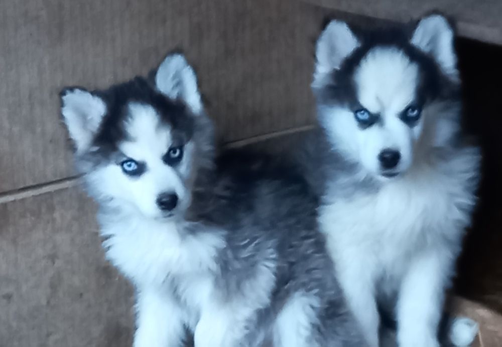 Suczka Siberian Haski