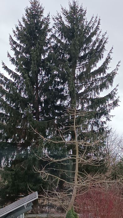 Drzewo Świerk na pniu!!