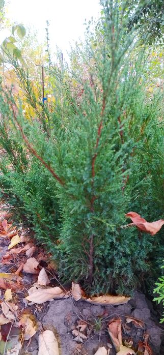 Продам саджанці ялівцю голубого та козацького