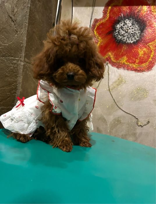 Шикарная девочка пуделл Китай