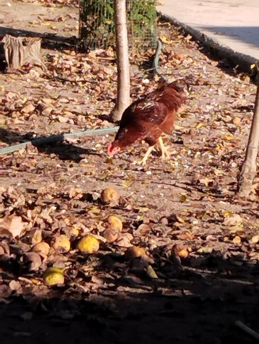 Rhode Island Red, Ovos Férteis.