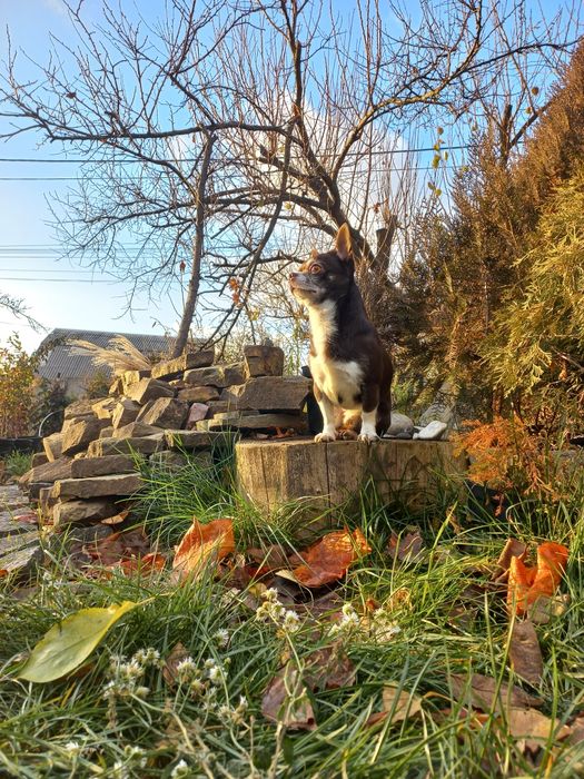 Вязка чихуахуа шоколадный кобель