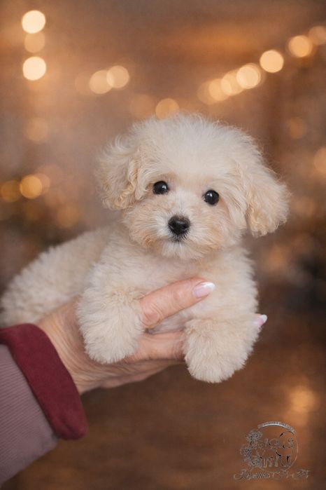 Щенята  мальтіпу