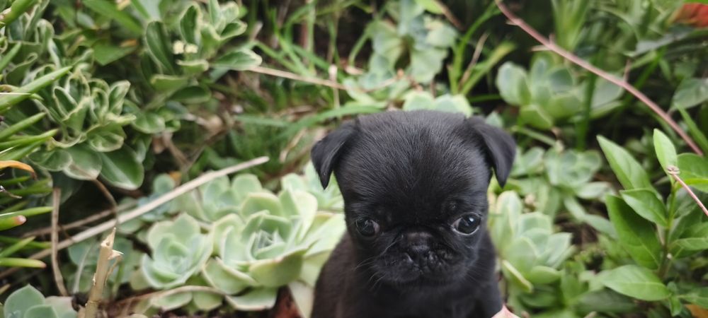 Pug carlin criado em ambiente familiar disponível para entrega imediata desparasitado vacinado pais á vista possibilidade de entrega ao domicilio Env