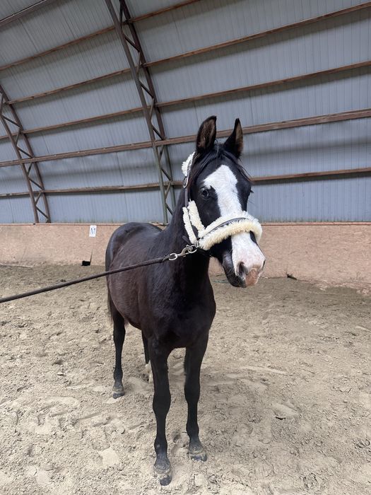 Pięknie umaszczony ogierek w super cenie