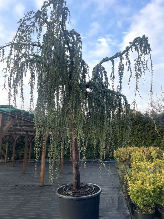 Cedr Atlaski Glauca Pendula 300 cm cena 5850 zł