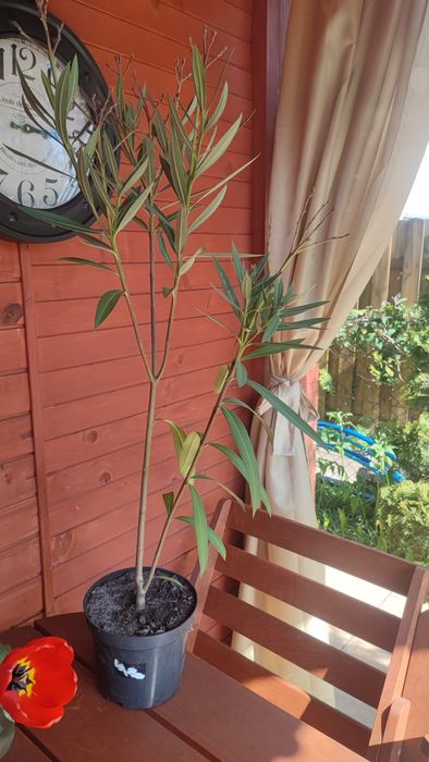 Oleander 3 letni różowe kwiaty