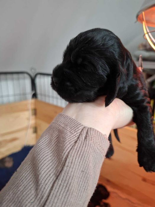 English Cocker Spaniel Puppies Available ( Holly's Angel's FCI ...