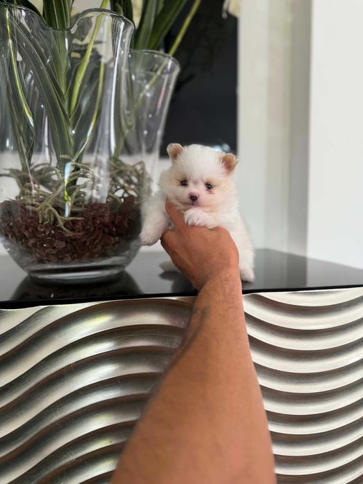 Spitz Alemão Anão e/ou Lulu da Pomerânia  FEMEA BRANCA E IZABELLA   com  LOP e AFIXO