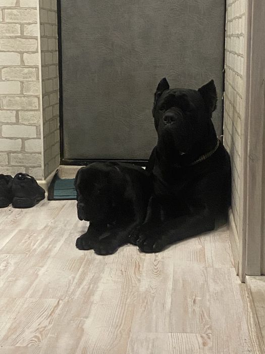 Цуценята Кане Корсо