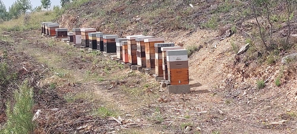 Enxames de Lusitana Lonstrot e Reversivel