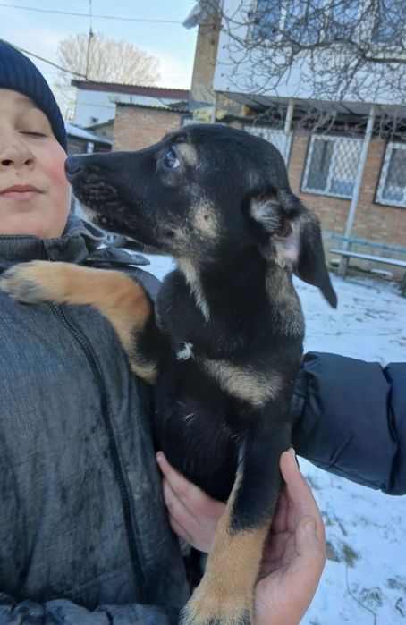 Отдам даром в добрые руки щенков