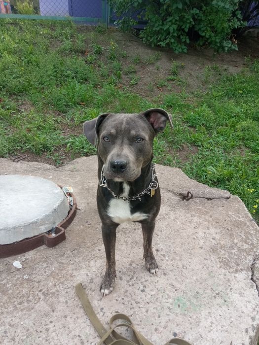 Голубой Стафф для вязки.