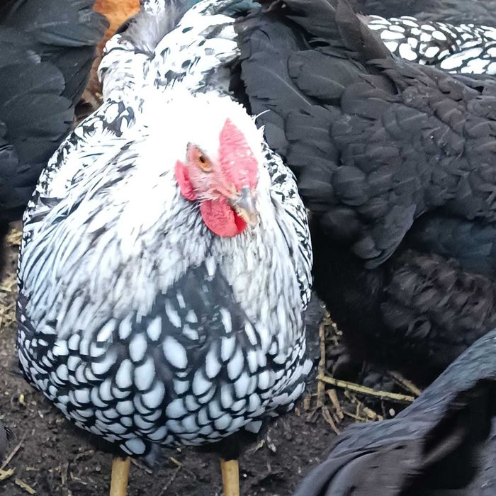 Koguty wyandotte . Jaja lęgowe