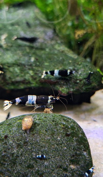 Krewetka cardina Taiwan bee panda black