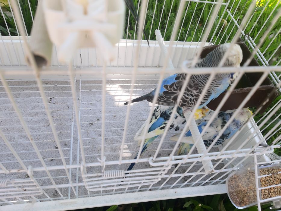 Periquitos hagoromos e ingleses