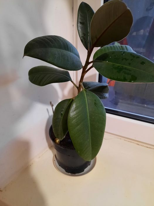 Фікус, кімнатна квітка