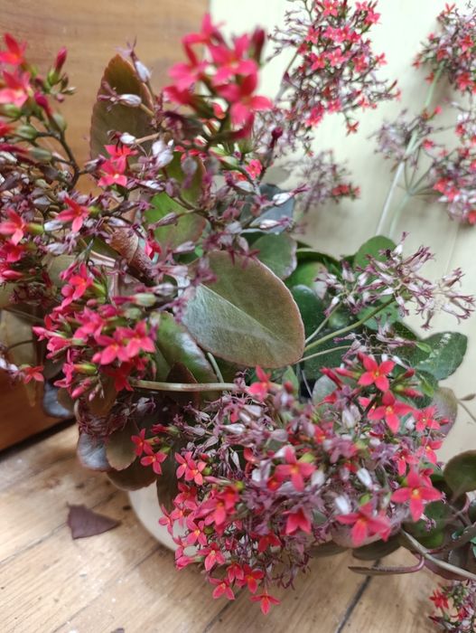 Вазони різні каланхоє