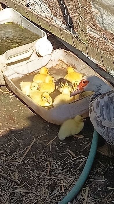 Patos mudos pequenos